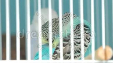 斑马鹦鹉在宠物市场的笼子里。